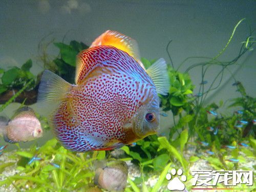 七彩神仙魚的飼養 七彩神仙魚各階段飼養