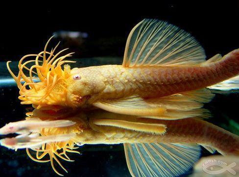 清道夫鱼的品种有须子的