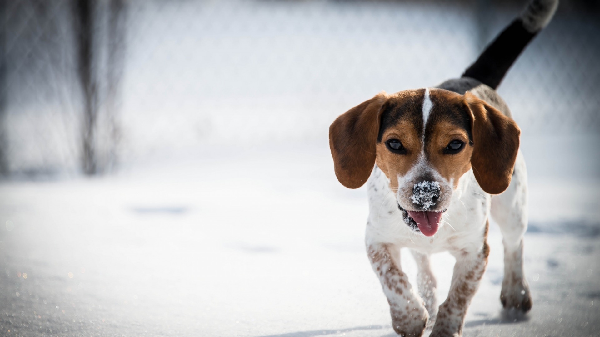 比格犬图片高清电脑桌面壁纸[图1]