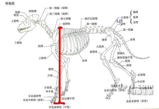 测量狗狗肩高身长图片图片