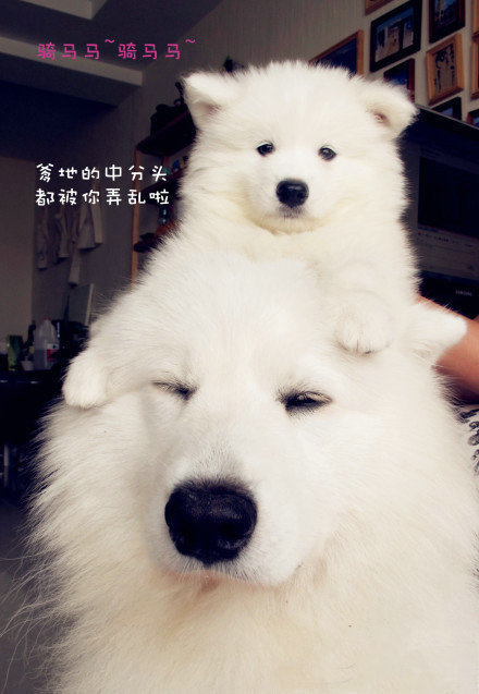 狗狗能吃虾或者三文鱼吗