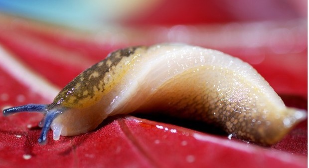 这是什么神兽 , 没壳的蜗牛吗?