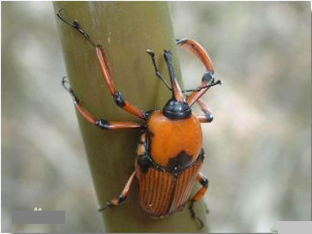 笋虫怎么分公母