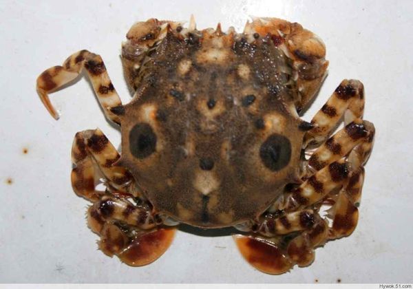 这种蟹背上有两个黑点像两只眼睛叫什么蟹,饭店养殖盐份水温多少度