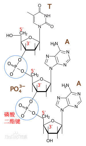 dna单链中磷酸二酯键和脱氧核糖磷酸脱氧核糖的链接方式有什么区别