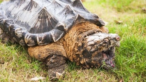 这种乌龟堪称"液压机",攻击力很强,能把水果咬成渣