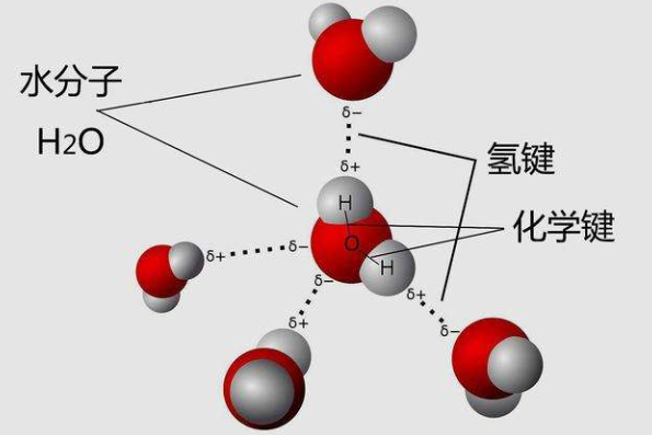 氨基酸之间连接的化学键叫什么
