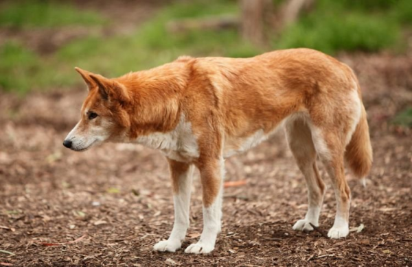 澳洲野狗和中华田园犬图片