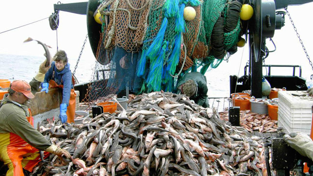 世界上最大的拖网渔船!能绕地球半圈,一网下去能捞200多吨鱼