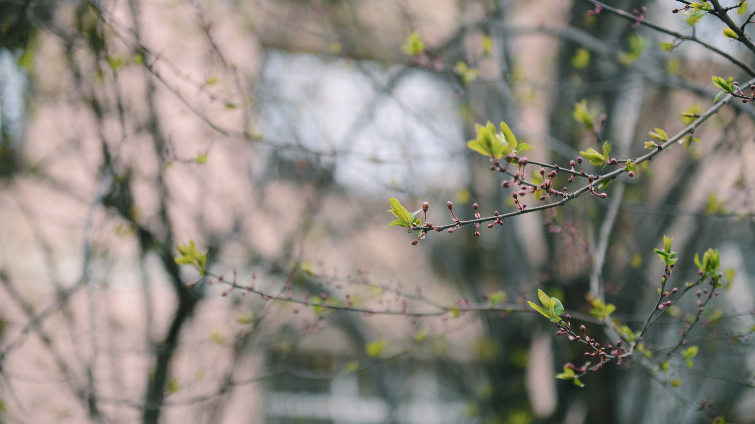 植物绿叶嫩芽图片[图7]