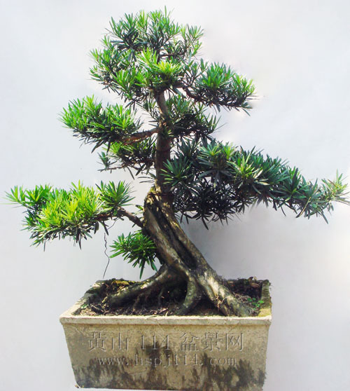 罗汉松盆景图片