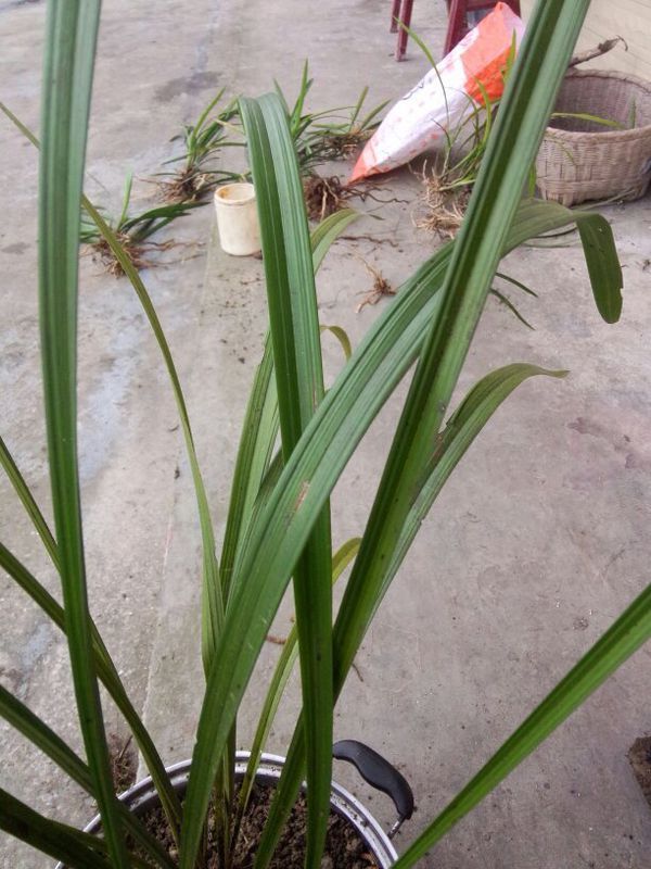 请问这下山兰花是什么品种,叶宽20厘米,叶长一米,像这么大的常见吗?