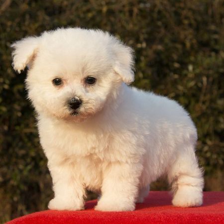 比熊犬该如何训练?