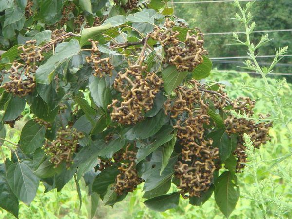 果实形状如很多个"狗骨头"七弯八捌地连在一起,还有几颗像花椒一样的