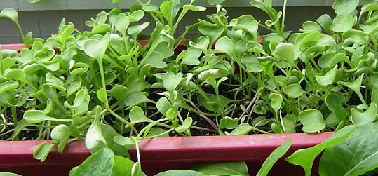 阳台种菜小菜苗长不大,根系不发达,怎么办