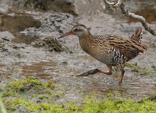 在街上捡到一只鸟,黑黄白的毛,嘴和爪子都很长,爬到这不动了