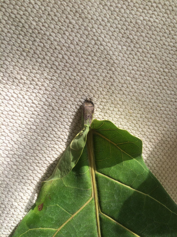 琴叶榕养殖 请问我的琴叶榕以前老掉叶子 现在