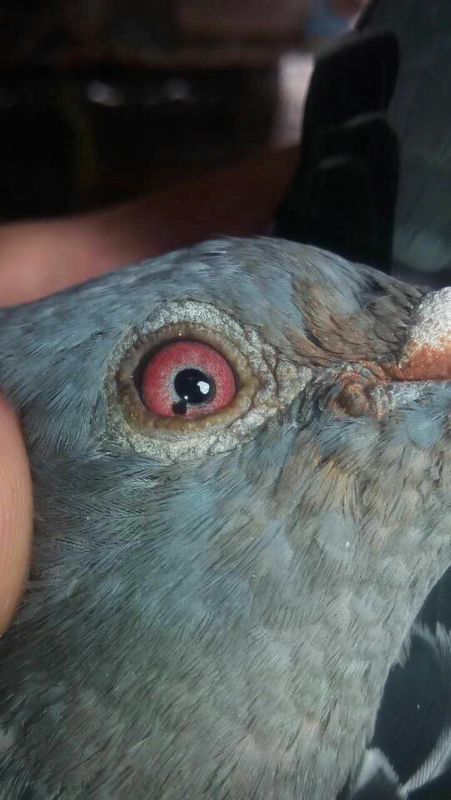 鸽子右边眼睛面砂中有黑点,是单眼伤风引起的吗