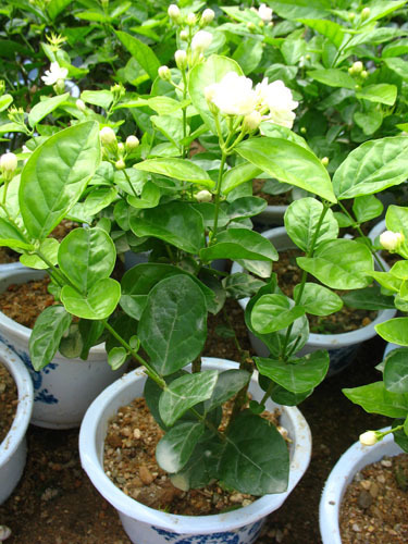 茉莉花是从哪里生长的