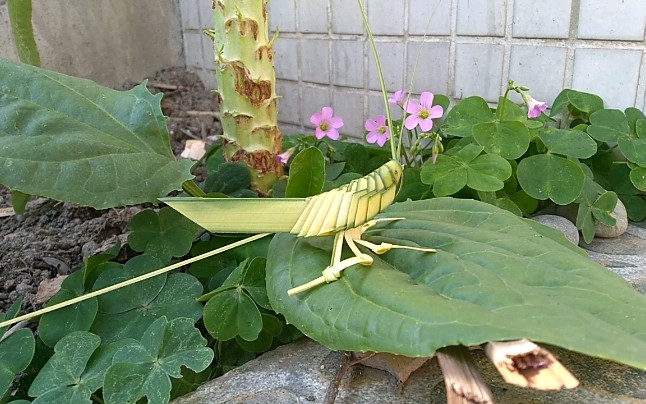 新都棕编之小蝗虫