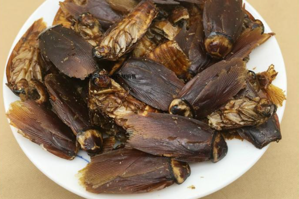 美洲大蠊的药用价值是什么?