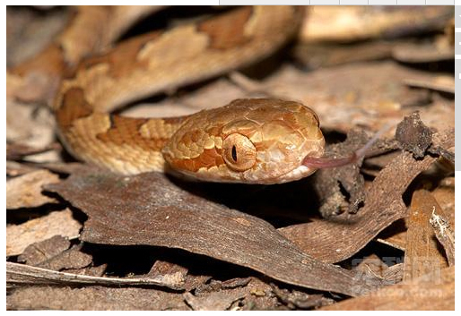 请问这是什么蛇?