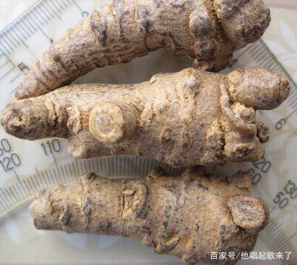 如何防治三七小地老虎?