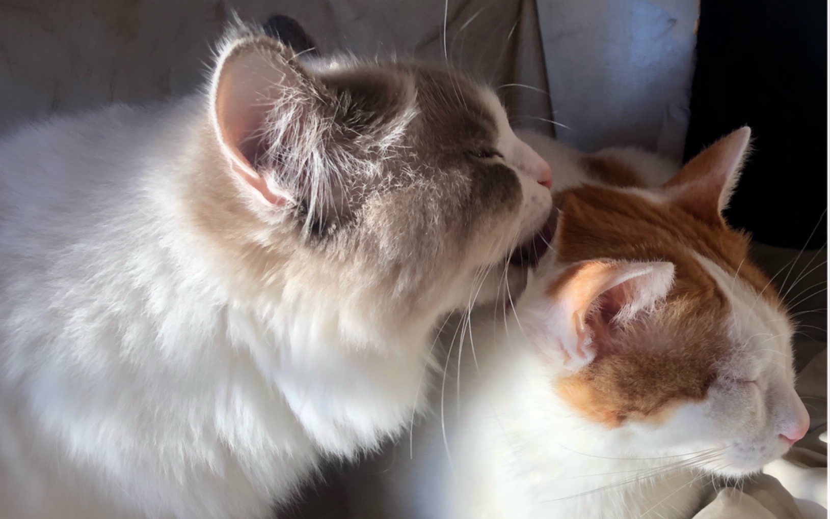 布偶x橘猫「日常夫妻互舔」