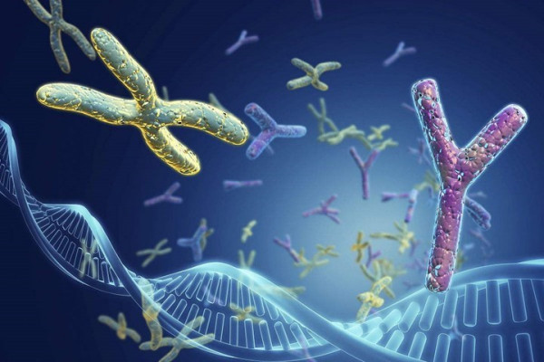 人类有xyy染色体,但为什么没有单独的yy染色体?