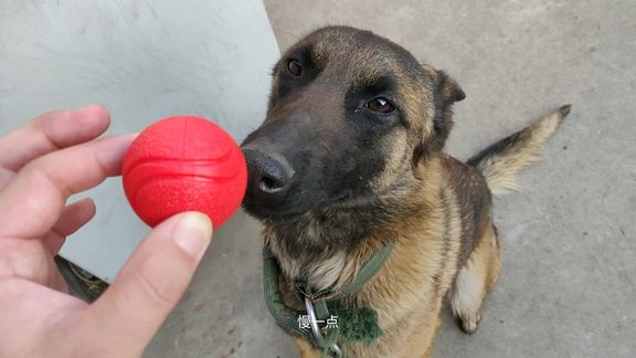 別看 馬犬打架很兇,對鏟屎官還是很溫柔的