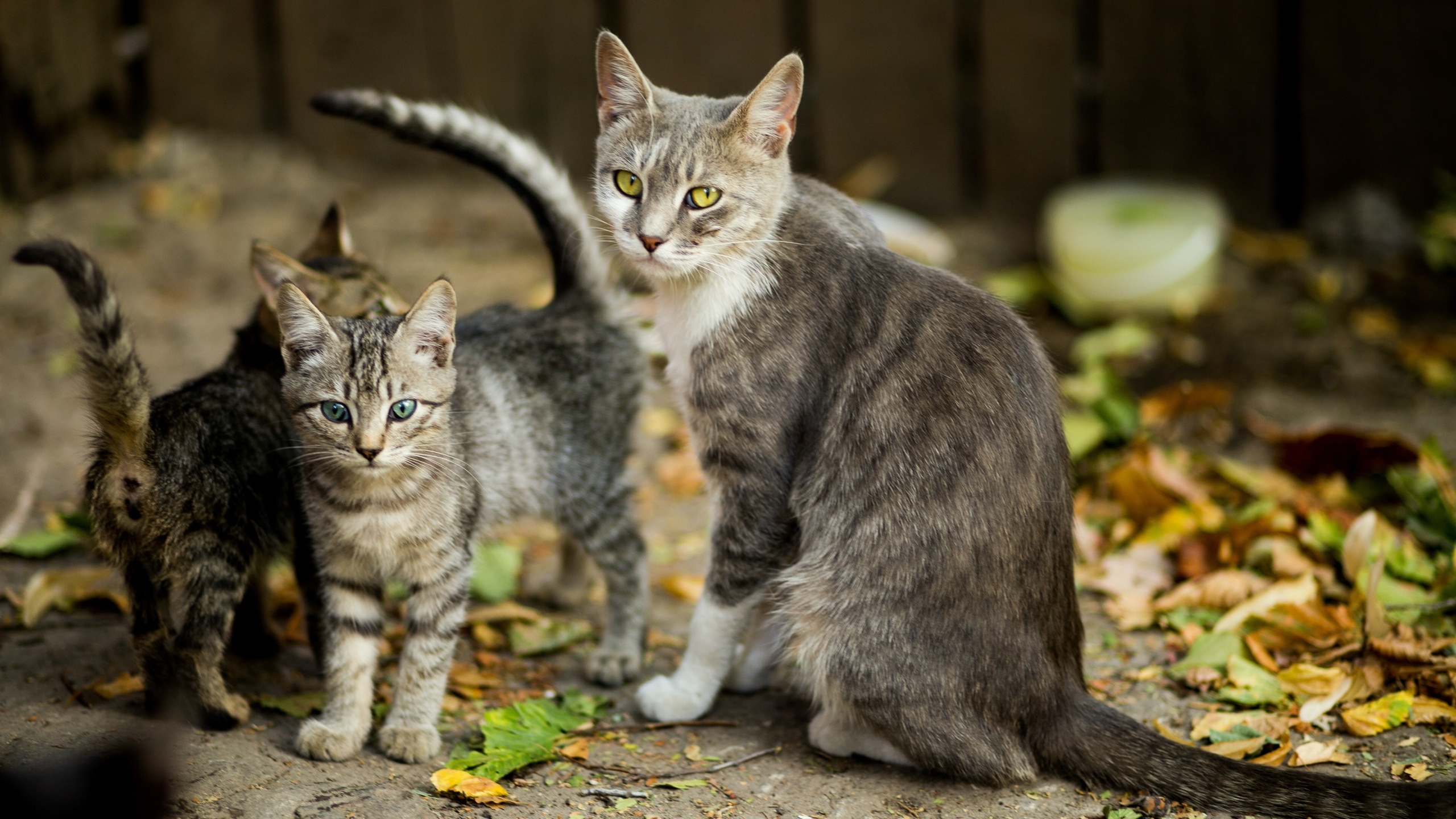 可爱小猫幼崽图片[图8]