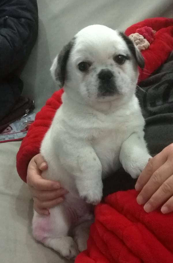 请大家看看这是巴哥和法牛串儿吗?多少钱?