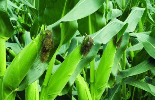 墨西哥和秘鲁一带,人类栽培玉米的历史大约有七千多年,从野生状态改造