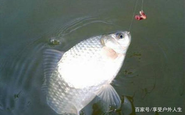 用蚯蚓钓鱼,怎样才是正确的挂钩方式?