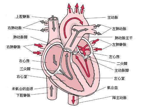 心脏的体循环与肺循环讲解