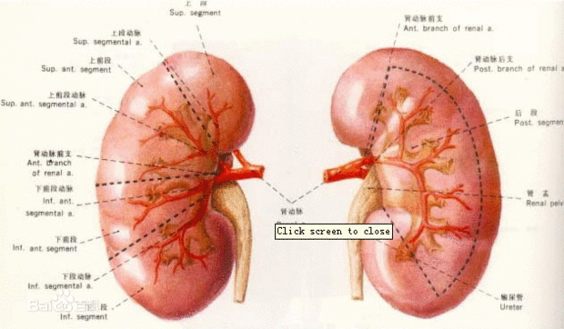 右肾位置图图片