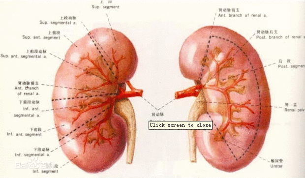 右肾的位置图片图片