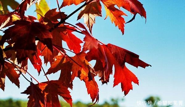 愿新年胜旧年解析