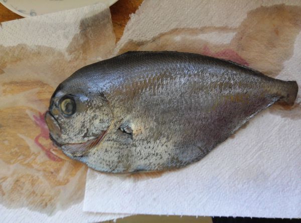 为    真乌鲂   eumegistus illustris  ,俗称   深海三角仔,黑飞刀