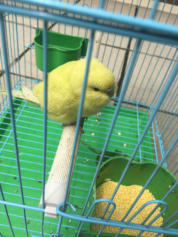 这个是什么鸟?会说话吗