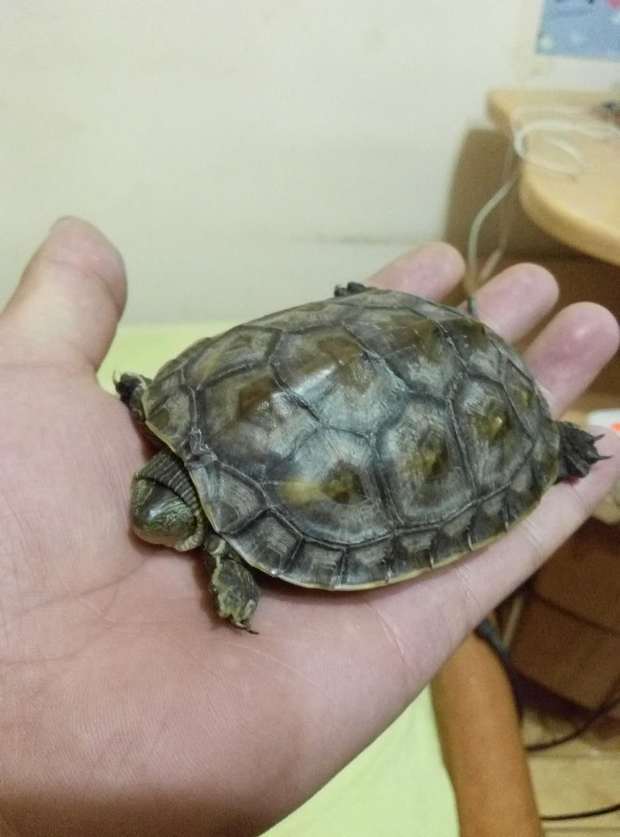 这只花龟是否有可能成长为红壳花龟,多大时候