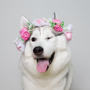 可爱的二哈头像有吗?谢谢了