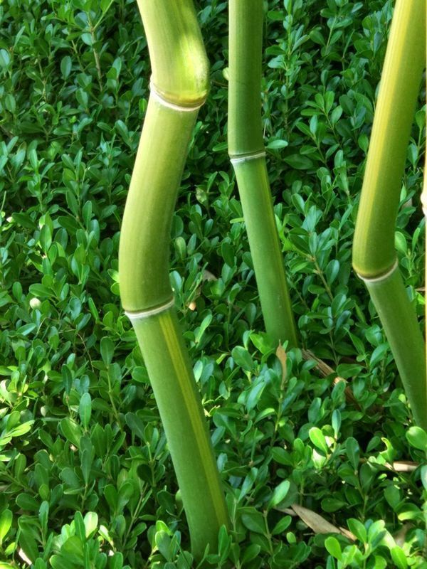 请教各位朋友,这是什么竹子?为什么有的竹竿是直的,而有的却是弯曲的?