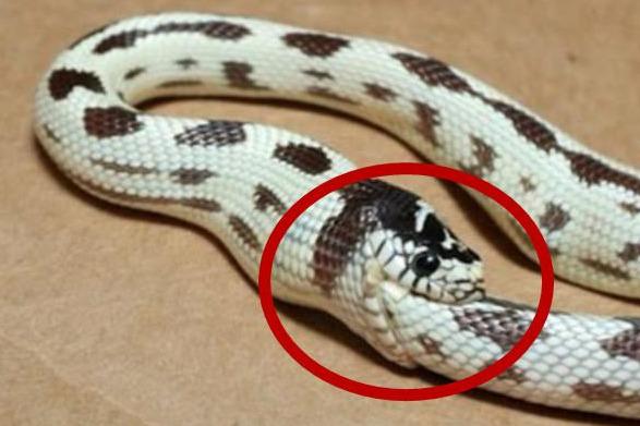 视频: b>蛇 /b>饿到极限时,真的会把自己吃掉吗?看完.