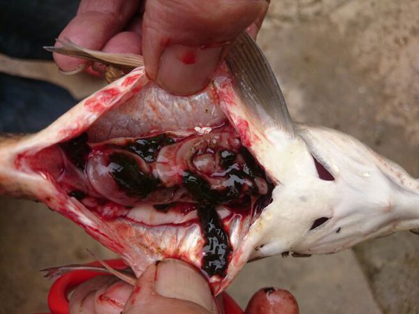 在池子中放养鲤鱼,密度有点大,但是微流水,现在每天死5,6条,切开鱼