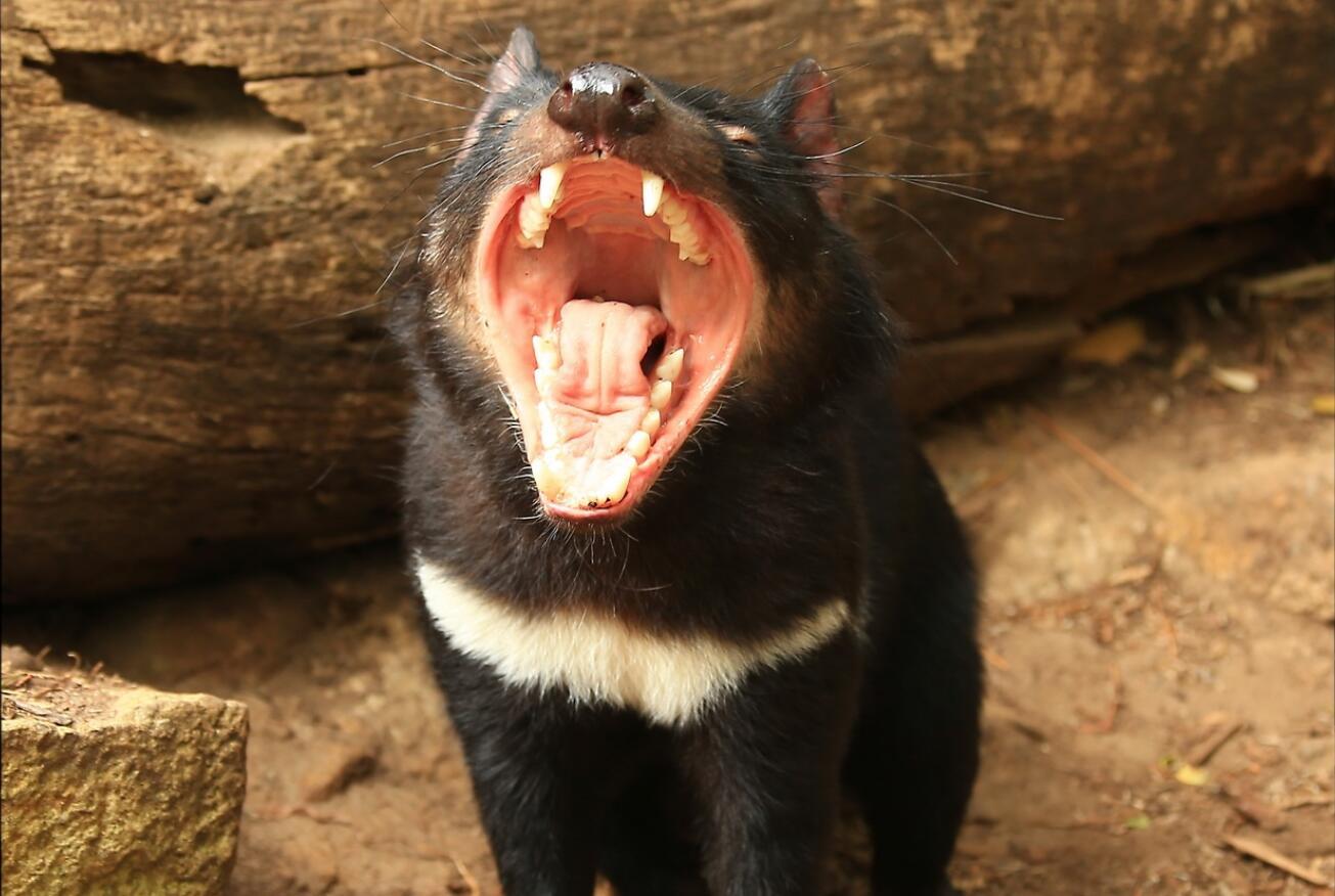 袋獾有多可怕?其咬合力不亚于老虎,能发出11种怪音来吓唬敌人