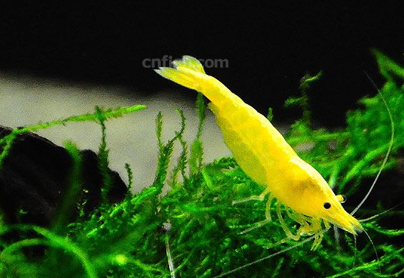 鱼缸中放几只小虾有什么好处