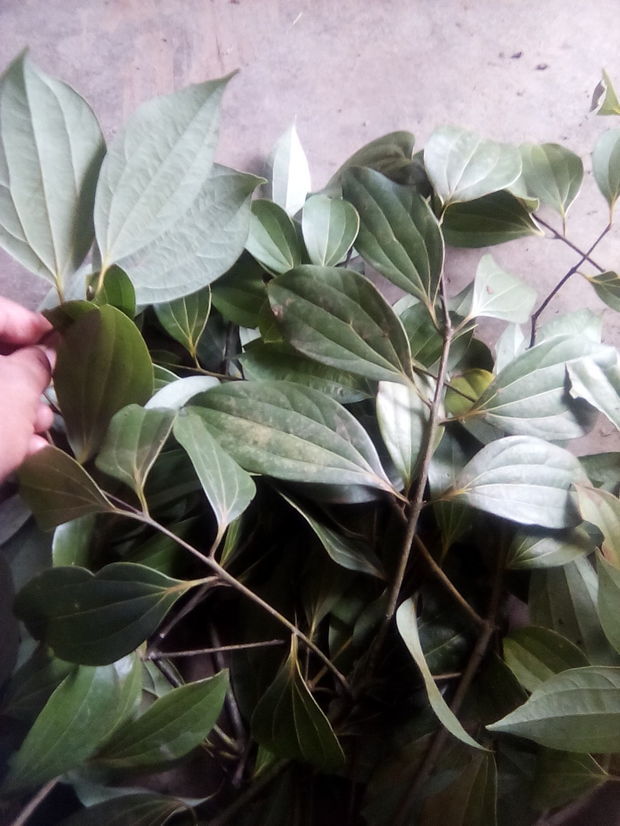 在云南山上发现的,请问这是什么树木的叶子? 