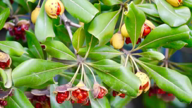 颜值很高的崖花 海桐,学名叫做海金子,小农在山里挖了几株做盆栽