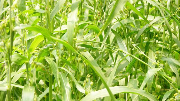 农村种植薏米六谷子,整地 施肥及苗期 管理